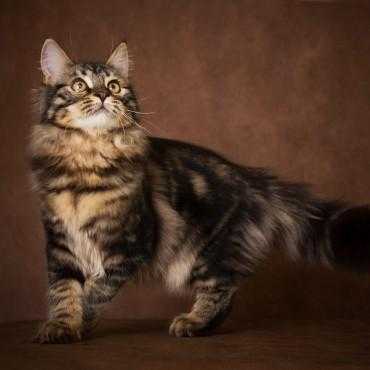 Сибирская кошка – пушистая охотница из таежных лесов