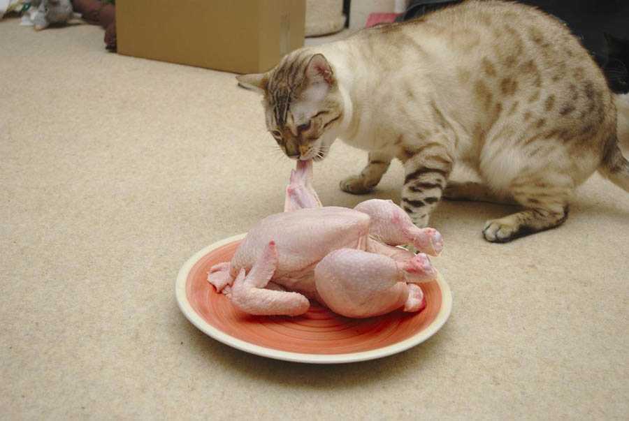 Как кормить истощённую кошку