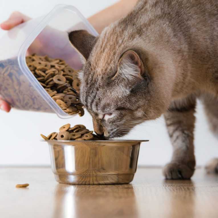 Кормление взрослых кошек: рацион, продукты, сухие корма