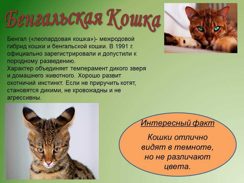 1 марта день кошек в россии