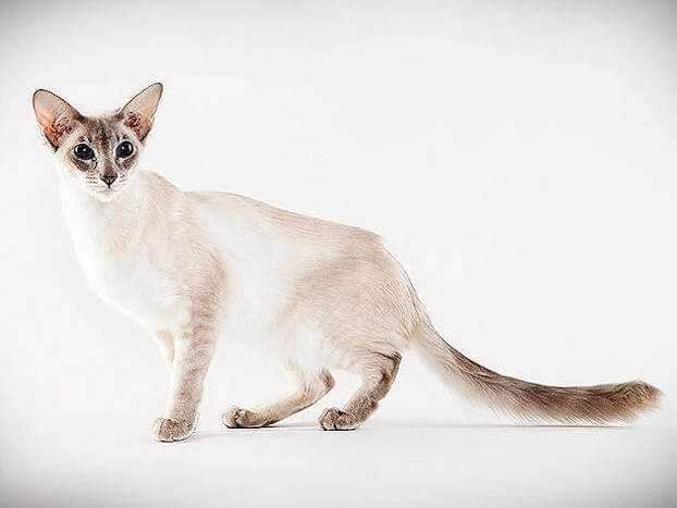 Яванская кошка: описание породы, характер, фото и цена