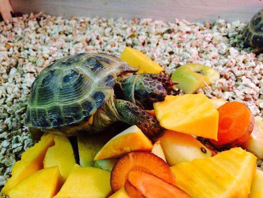 Европейская болотная черепаха в домашних условиях: как содержать, уход, чем кормить. что едят речные черепахи, чем кормить в домашних условиях