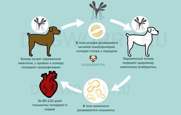 Обработка собак от гельминтов - профилактика заражения собак глистами  в москве. ветеринарная клиника "зоостатус"