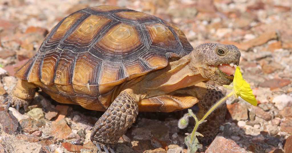ᐉ черепаха это земноводное (амфибия) или пресмыкающееся (рептилия)? - zoopalitra-spb.ru