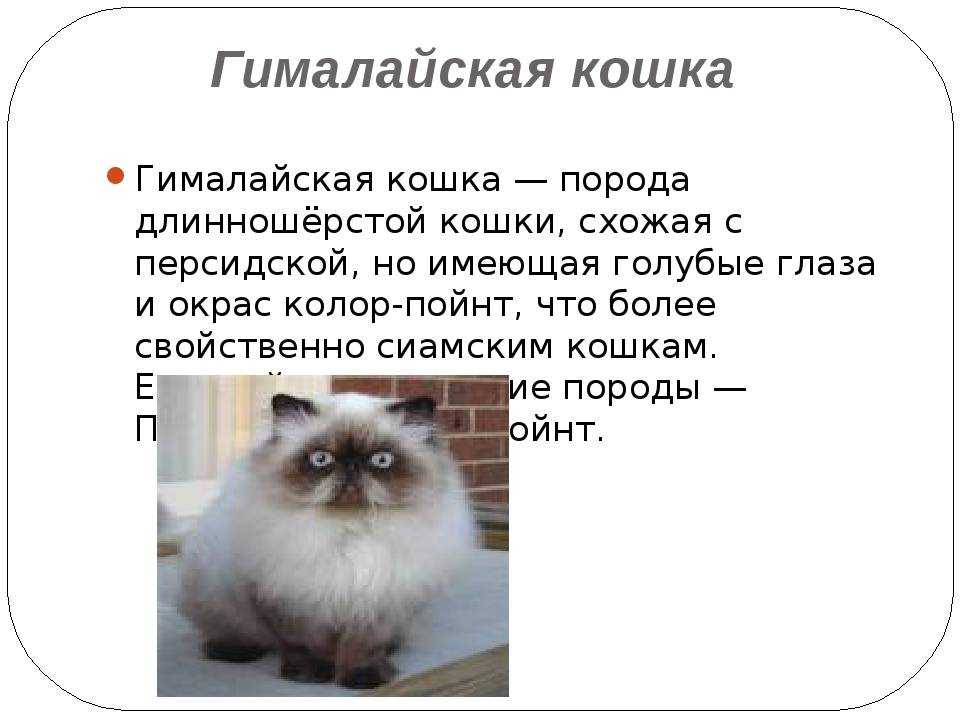 Гималайская кошка: фото, цена, описание породы, характер, видео, питомники