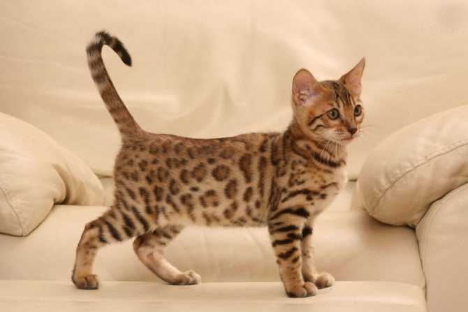 Топ-20 самых редких пород кошек в мире: цены на котят и особенности пород
