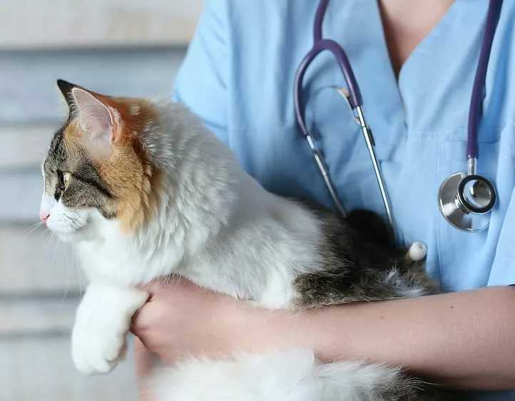 Гноятся глаза у кошки или кота: причины, что делать и чем лечить в домашних условиях котенка и взрослое животное, как промыть от гноя