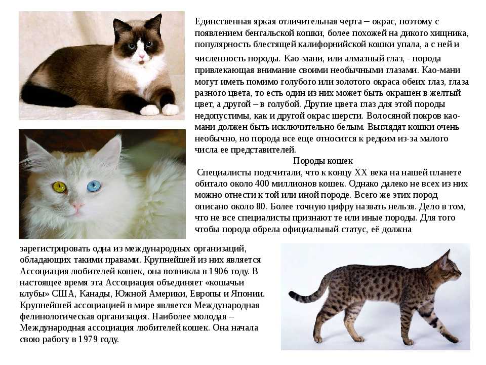 Анатолийская кошка (турецкая короткошерстная) порода кошек | zoodom