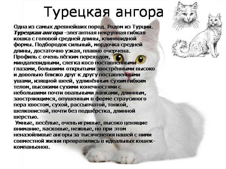 Турецкая ангора (50 фото кошки): описание породы и характера, цена котенка, сколько живет, интересные факты