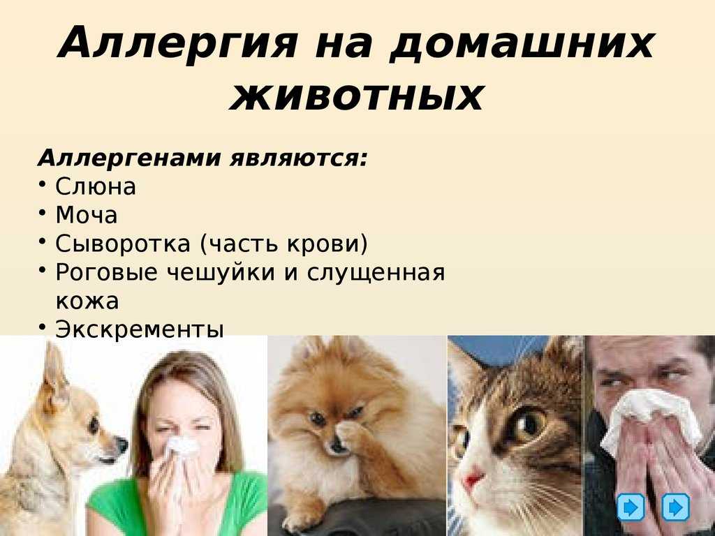 Аллергия у кошек на корм