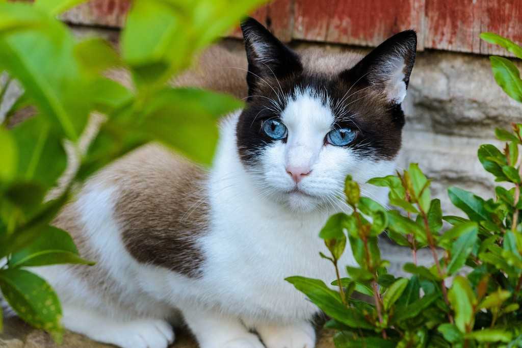 Кошки породы сноу-шу: описание, вариации окраса и особенности содержания