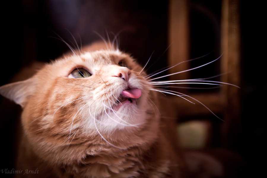 Почему кошки высовывают язык, причины, признаки заболеваний