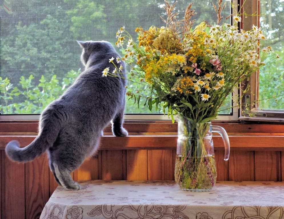 Кошачья ловушка. чем открытые на вентиляцию окна опасны для домашних питомцев