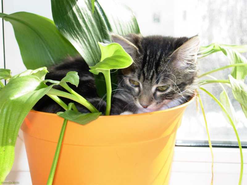 Как отучить кошку гадить в цветочный горшок - проверенные способы