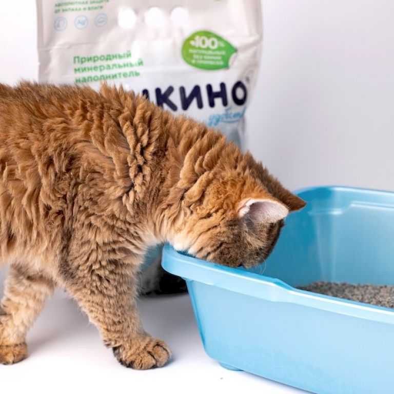 Какой наполнитель лучше для котят? как выбрать наполнитель для кошачьего туалета