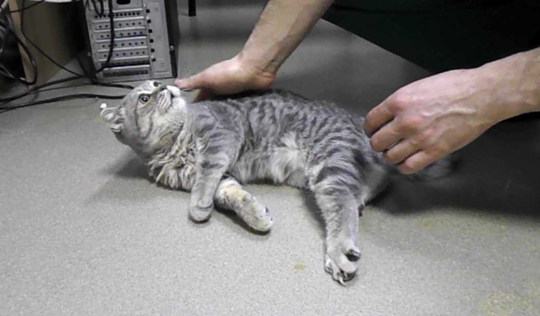 Рахит у котят и взрослых кошек: симптомы и особенности лечения