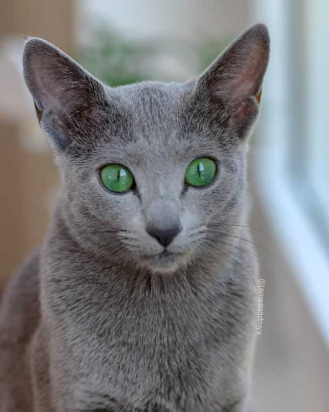Русская голубая кошка: отзывы, фото, содержание, уход, питание, цена