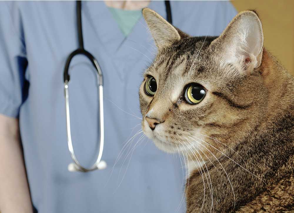 Понос у котят:  симптомы и лечение, что делать, лекарства