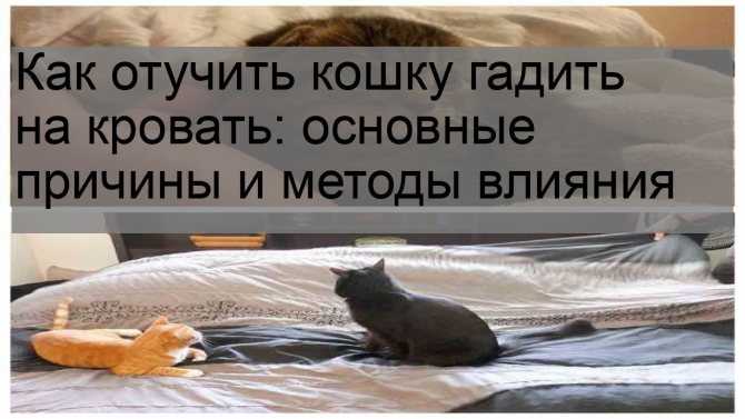Что делать, если кошка начала гадить на кровать, возможные причины