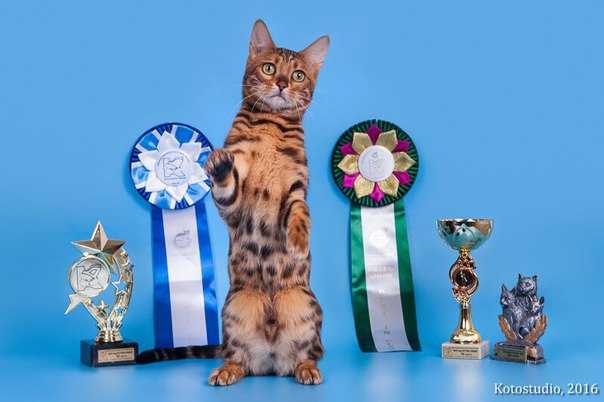 Award для кошек купить. Награды кошек на выставке. Награды для кошек. Награды на кошачьих выставках. Выставка кошек титулы.