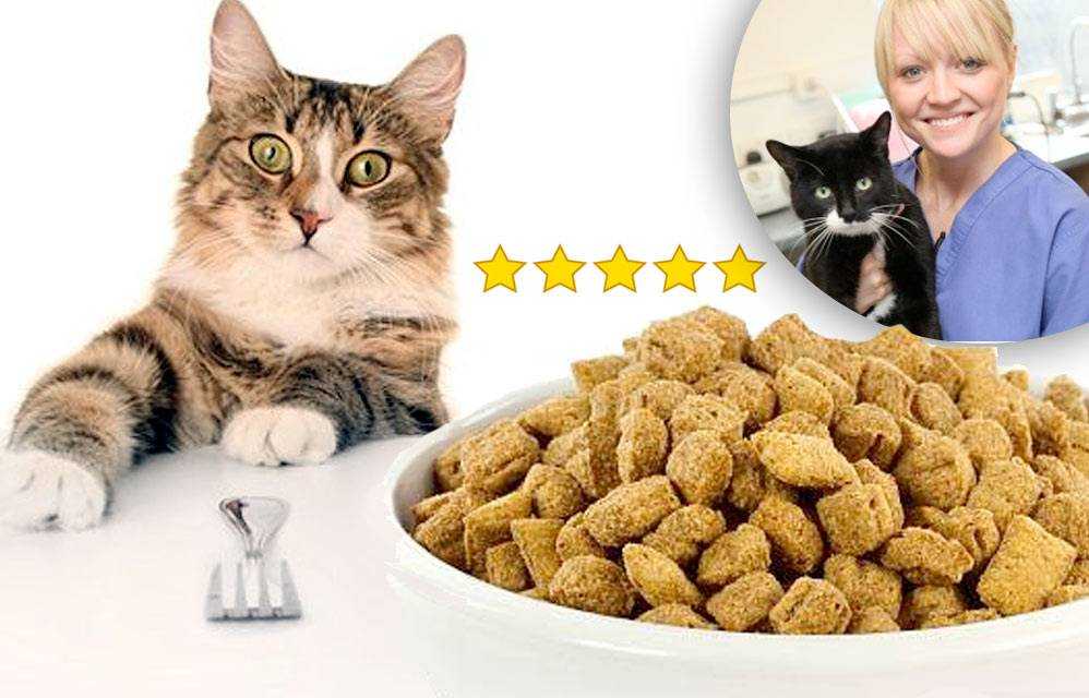 Рейтинг лучших кормов для беременных и кормящих кошек - подробный обзор питания, расценки на него, советы ветеринарных врачей