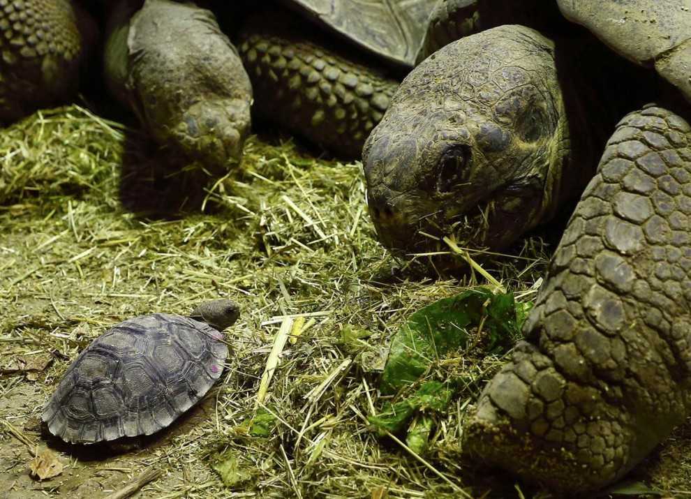 Черепаха: ее повадки, образ жизни, места обитания, фото