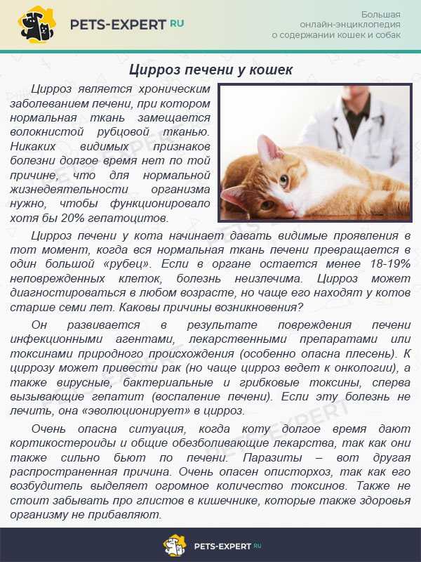 Цирроз печени у кошек: диагностика, лечение, прогнозы
