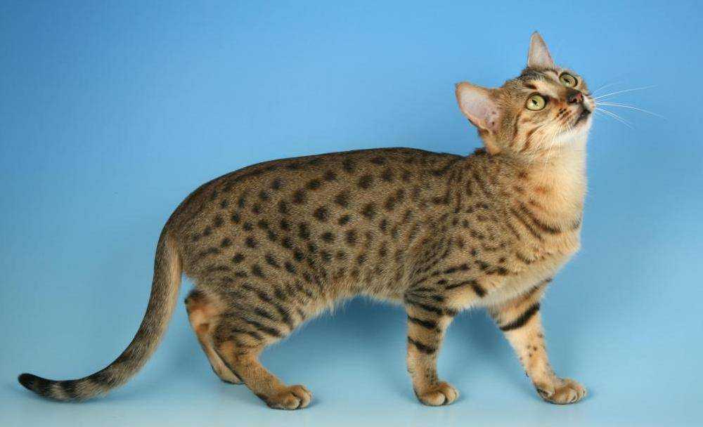 Египетская мау: фото кошки, сколько живет, чем питается, цена, факты, содержание, уход