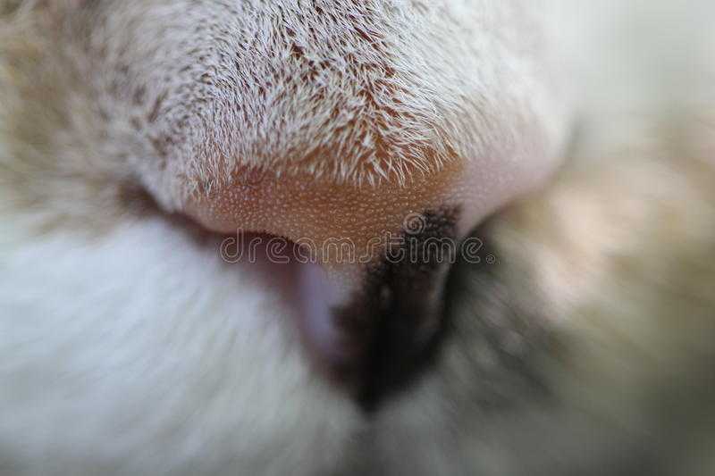 Влажный нос кошки говорит о том, что она здорова, и отлично себя чувствует. Однако, когда он вдруг становится сухим, многие хозяева напрасно начинают беспокоиться. На самом деле, это не обязательно означает, что кошка заболела.
