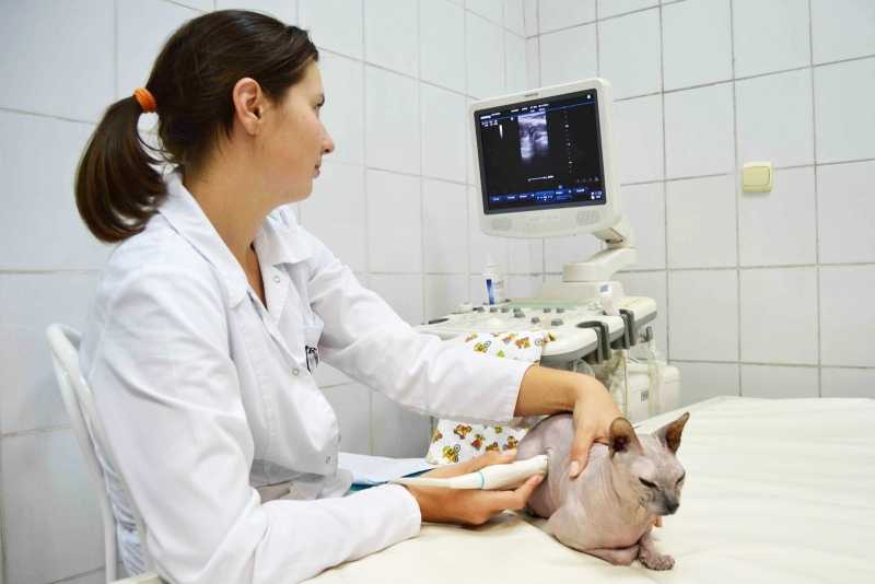 Болезни печени у кошек - симптомы и лечение