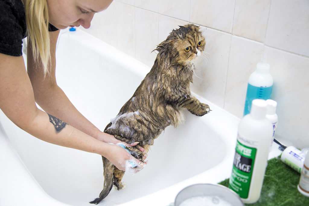 Почему кошки и коты не любят воду?