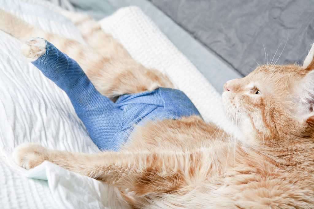 Переломы и травмы у домашних животных