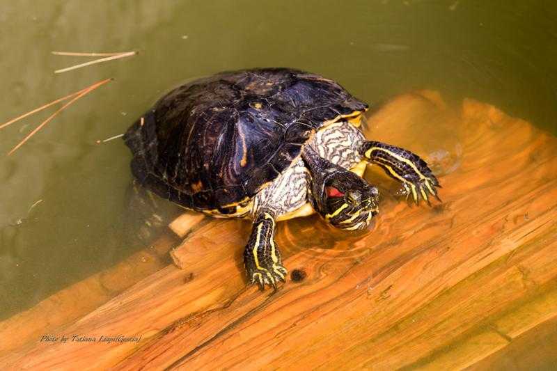 Как зимуют черепахи в природе и домашних условиях, выживут ли они в пруду зимой?