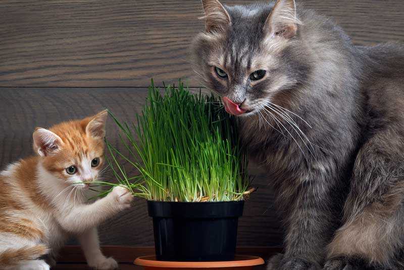 3 верных способа как отучить кошку есть растения – дачные дела
