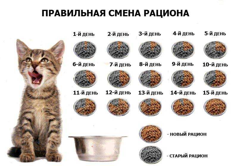 Сколько раз в день кормить кошку и какими порциями корма | hill's pet