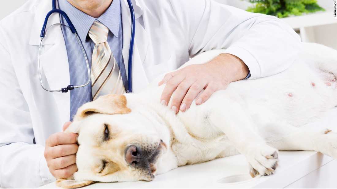 Понос у собаки: причины, виды, лечение | нвп «астрафарм»
