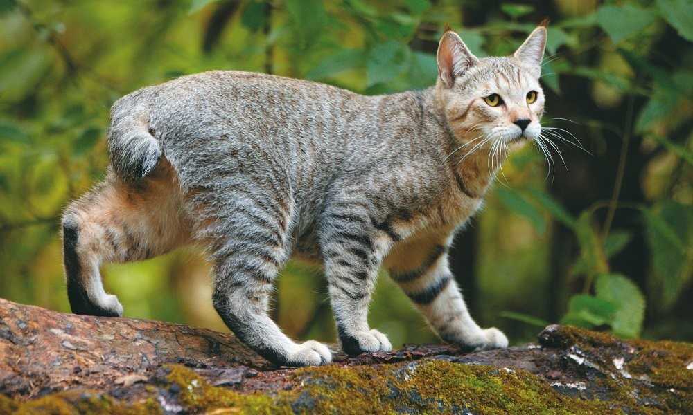Коты породы пиксибоб: 120 фото, описание внешности, цена котенка, характер породы, уход