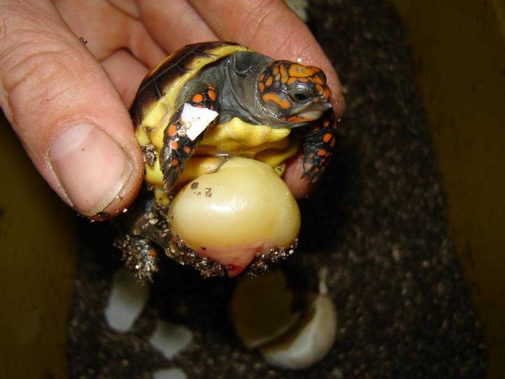 Все о красноухой черепахе: уход, кормление и содержание в домашних условиях