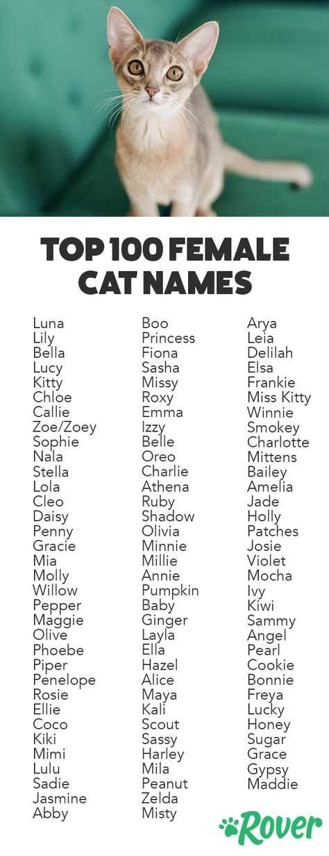 Имена и клички для кошек. как назвать кошку? генератор имен для кошек - английский алфавит - sunray