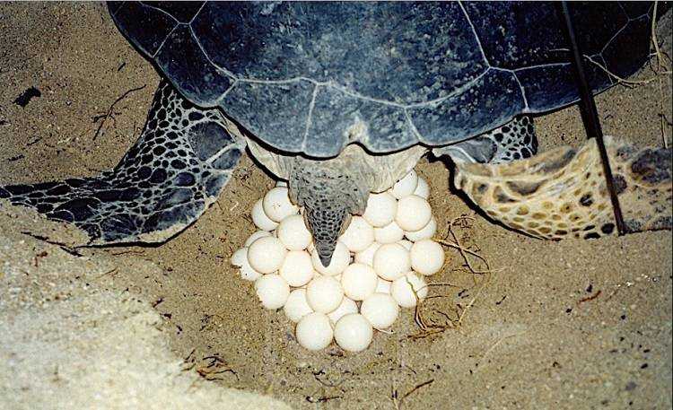 Как спариваются черепахи