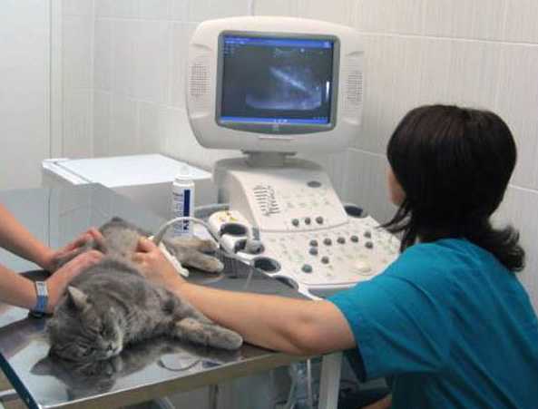 Мочекаменная болезнь у кошек и собак | диагностика и лечение мкб - неовет24 сеть ветеринарных клиник