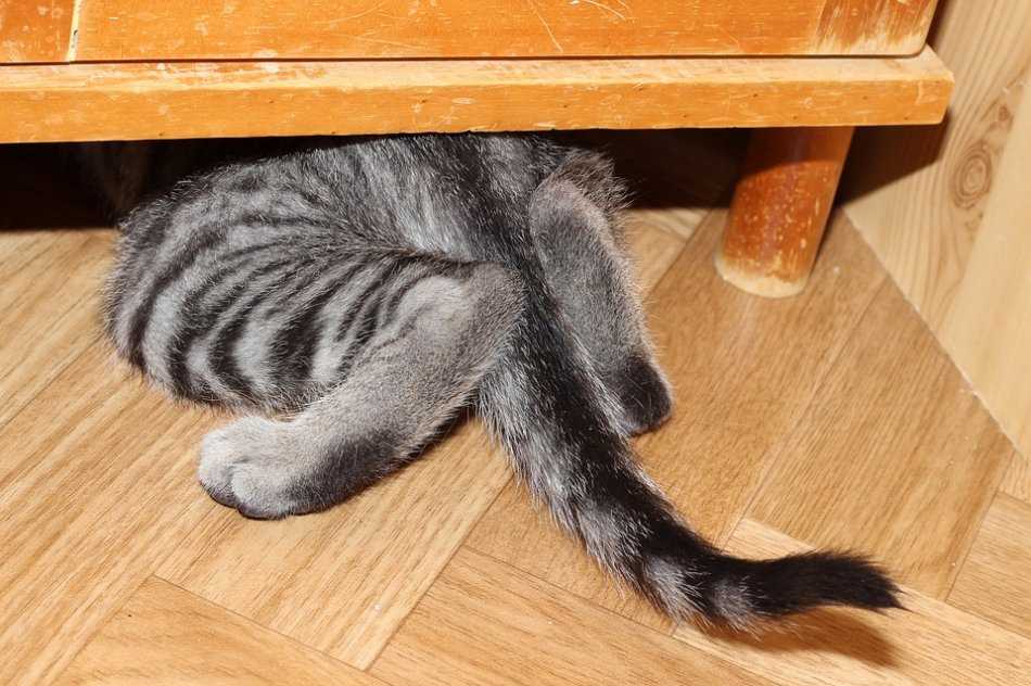 6 причин, почему кошка прячется и не ест