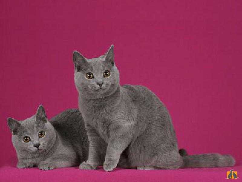Шартрез: фото кошки, цена, описание породы, характер, видео, питомники
