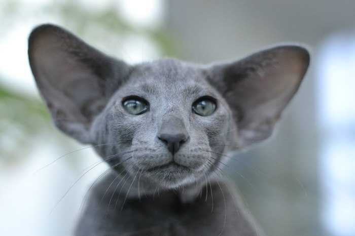 Топ-10 пород кошек с большими ушами