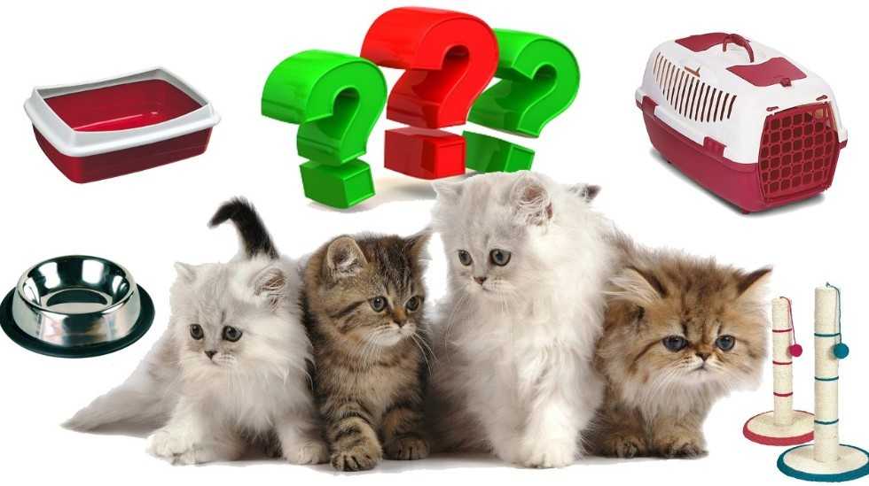 Кошки породы саванна, характер, содержание и уход, цена и отзывы