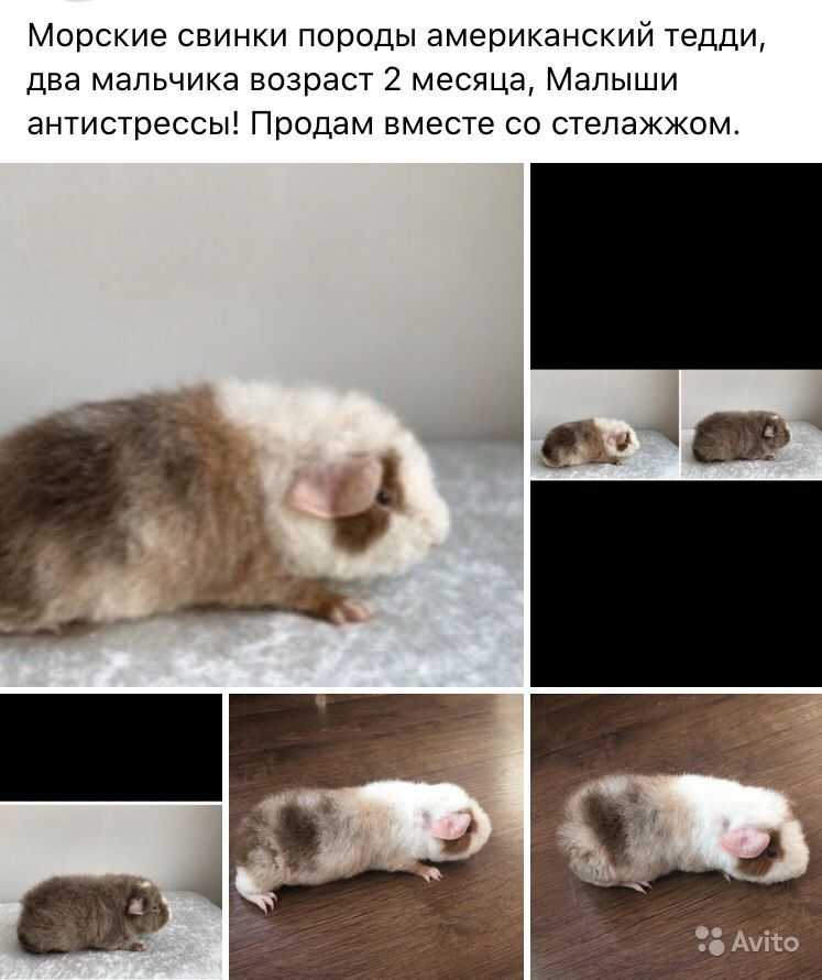 ᐉ белая морская свинка: фото и описание - zoopalitra-spb.ru
