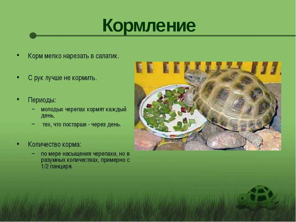 Как часто нужно кормить сухопутную черепаху в зависимочти от возраста и поры года. Как определить какой объем порции достаточный для питомца.