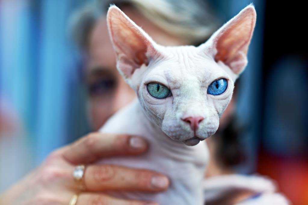 Топ 15: самые популярные породы кошек 2020 [фото и названия] - муркотэ