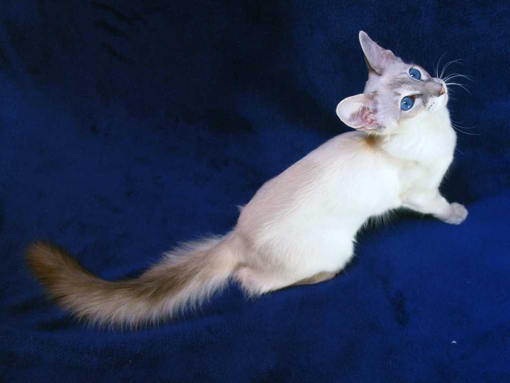 Описание яванской кошки согласно стандарту породы с фото, особенности содержания яванеза