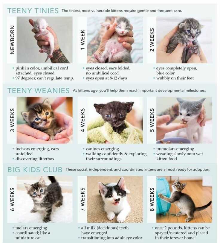 Как определить возраст котёнка в домашних условиях по размеру, весу, внешнему виду и поведению
